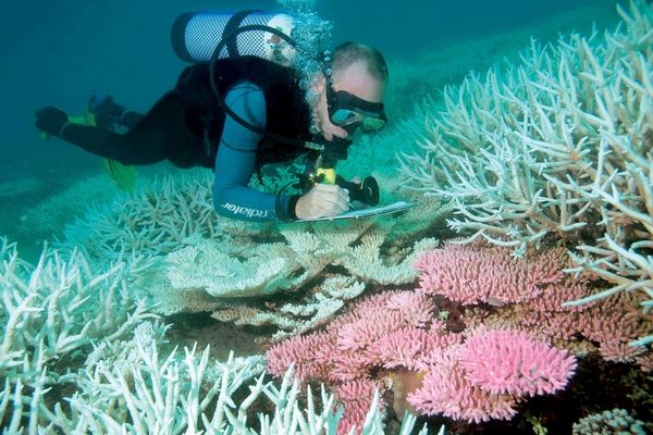 researcher studying coral reefs under water