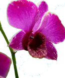 orchid