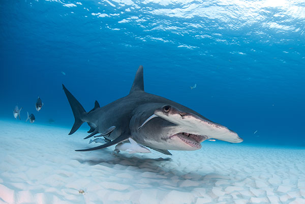 hammerhead shark