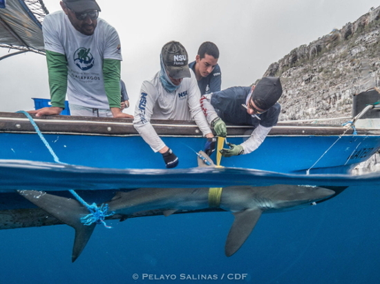 NSU-silky-shark-tagging