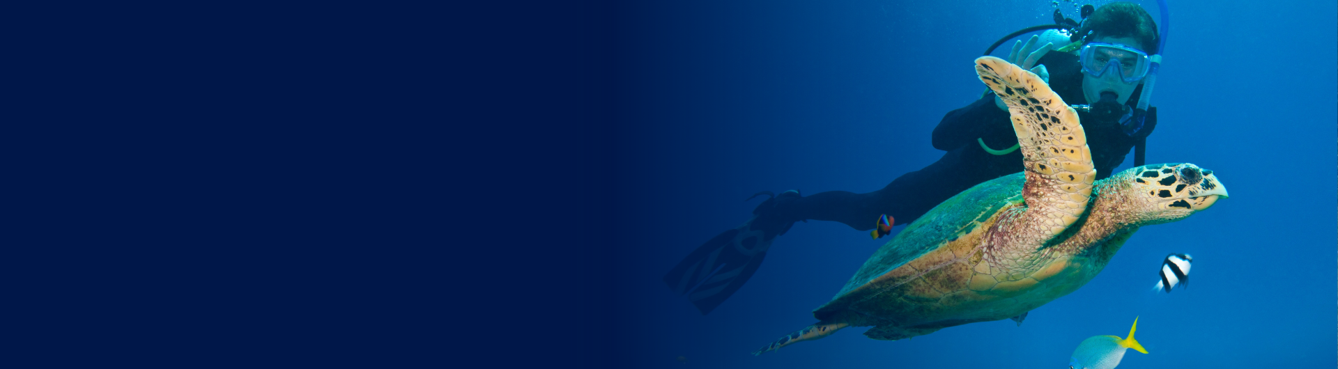 scuba diver with sea turtle