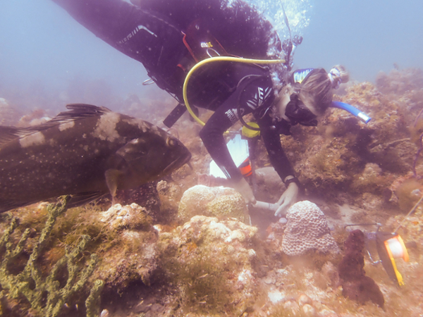 ocean diver treating coral reef