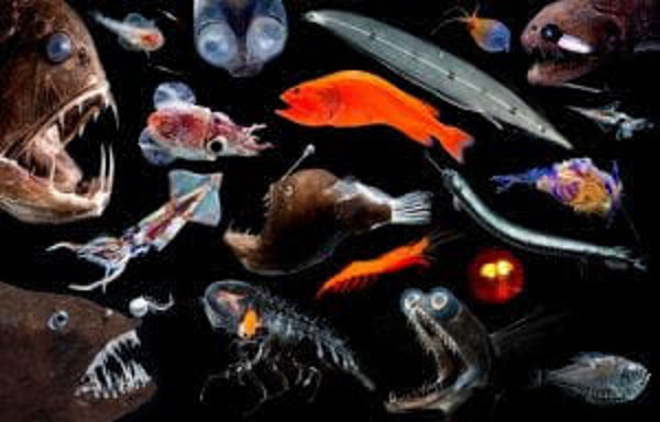 deepwater sea creatures
