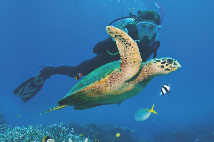 Diver swimming alongside sea turtle