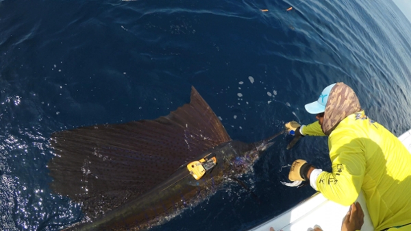 scientist tagging sailfish in water