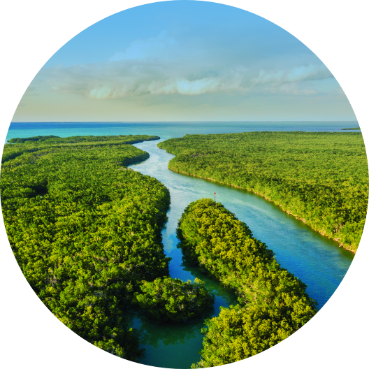 aerial view of Everglades