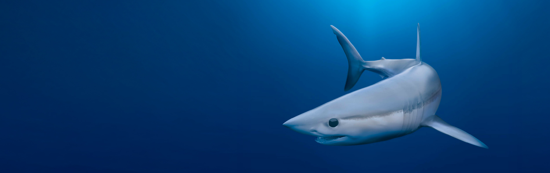 NSU shark in the deep ocean