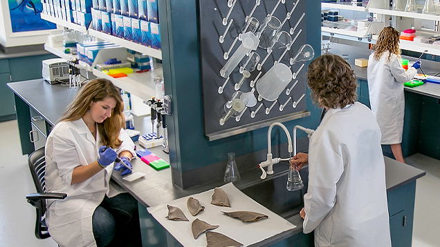 Researchers working in the lab