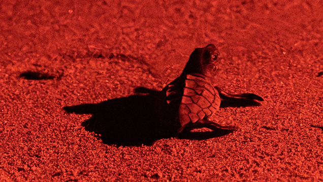 Baby turtle during the night