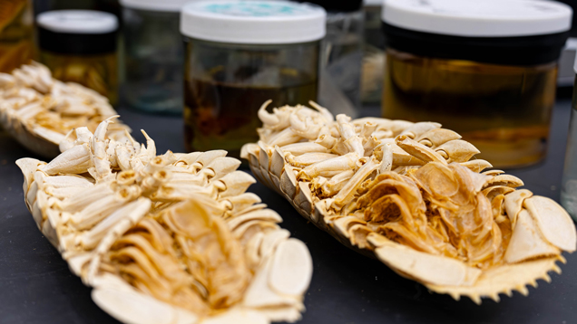 Seascape Ecology Laboratory