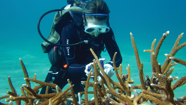 Diver in deep water with stony coral