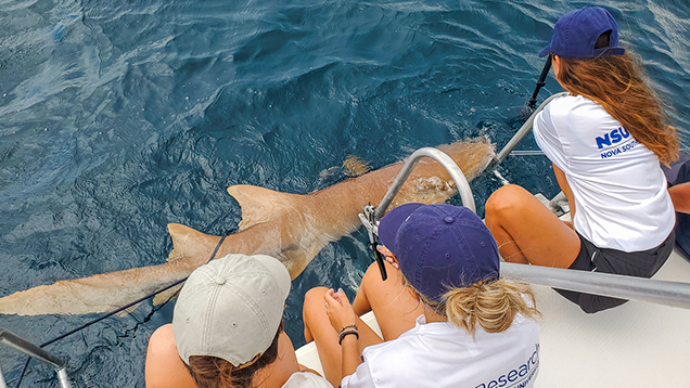 NSU researchers in a boat on the ocean observing a shark