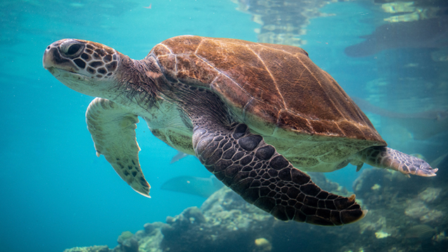 Sea turtle swimming in the ocean