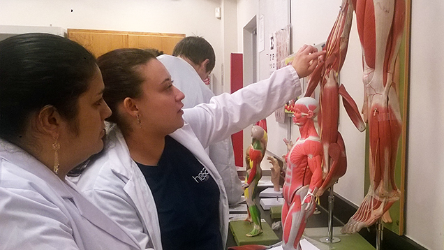 Students studying muscles in the lab