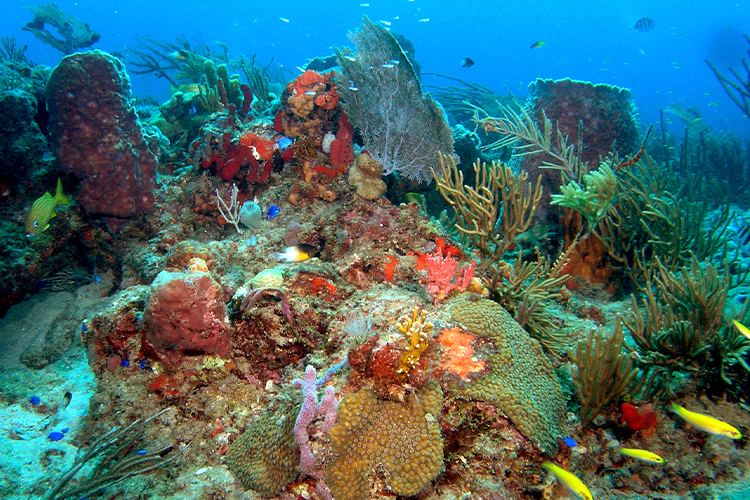 Coral reef