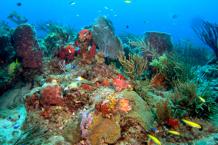 Deep sea ecosystems with colorful corals