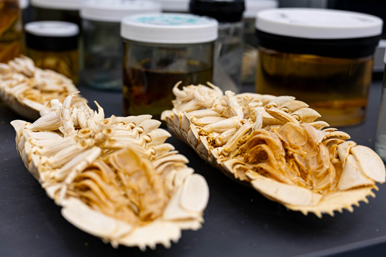 Deep sea fauna animal on lab