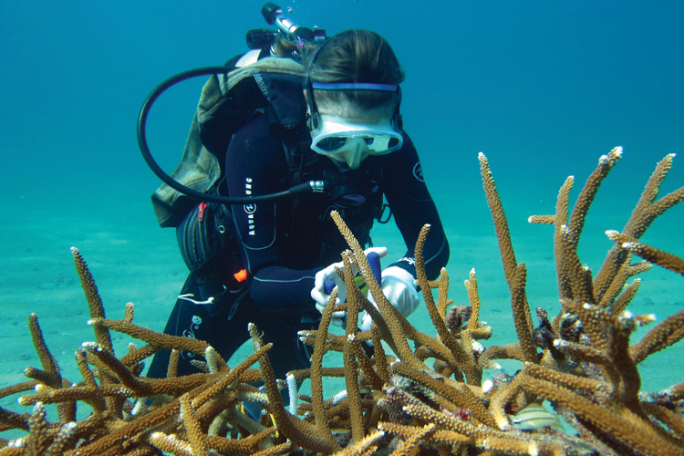 Diver in deep water with stony coral