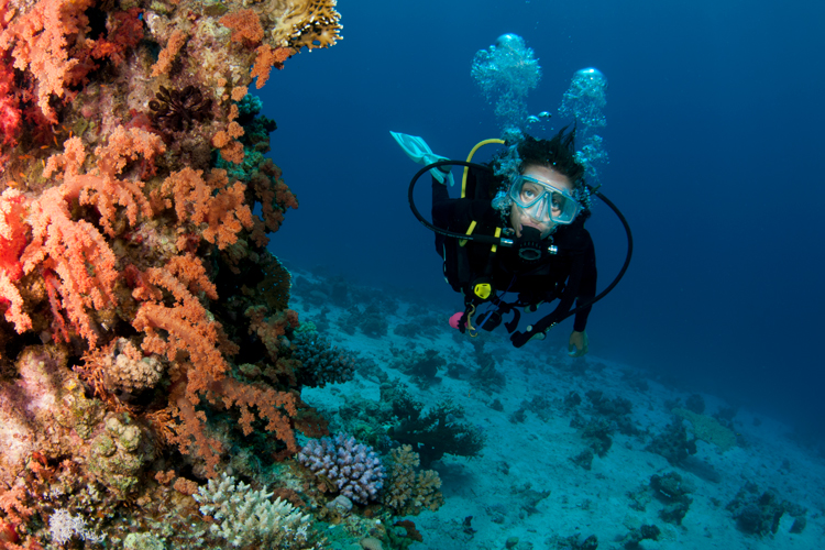 Scuba diver swimming next to coral
