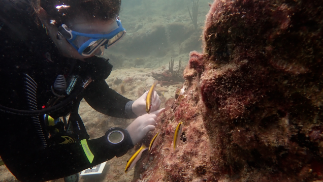 Diver examines coral reef underwater