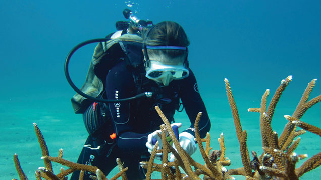 Diver examines coral underwater