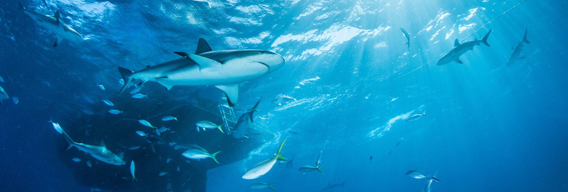 Group of sharks and fishes in the water