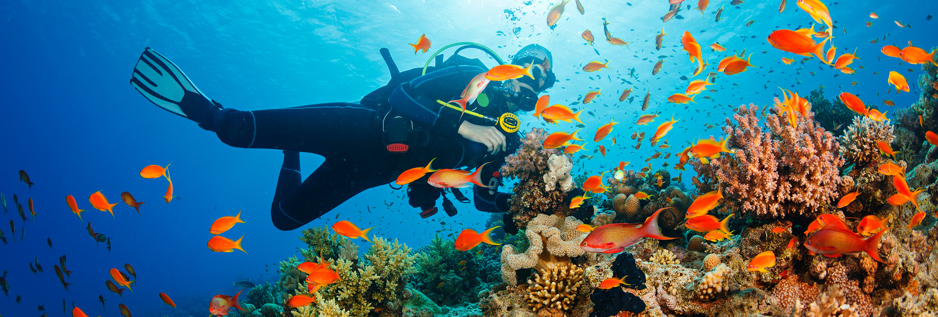 Diver with colorful corals on the ocean 