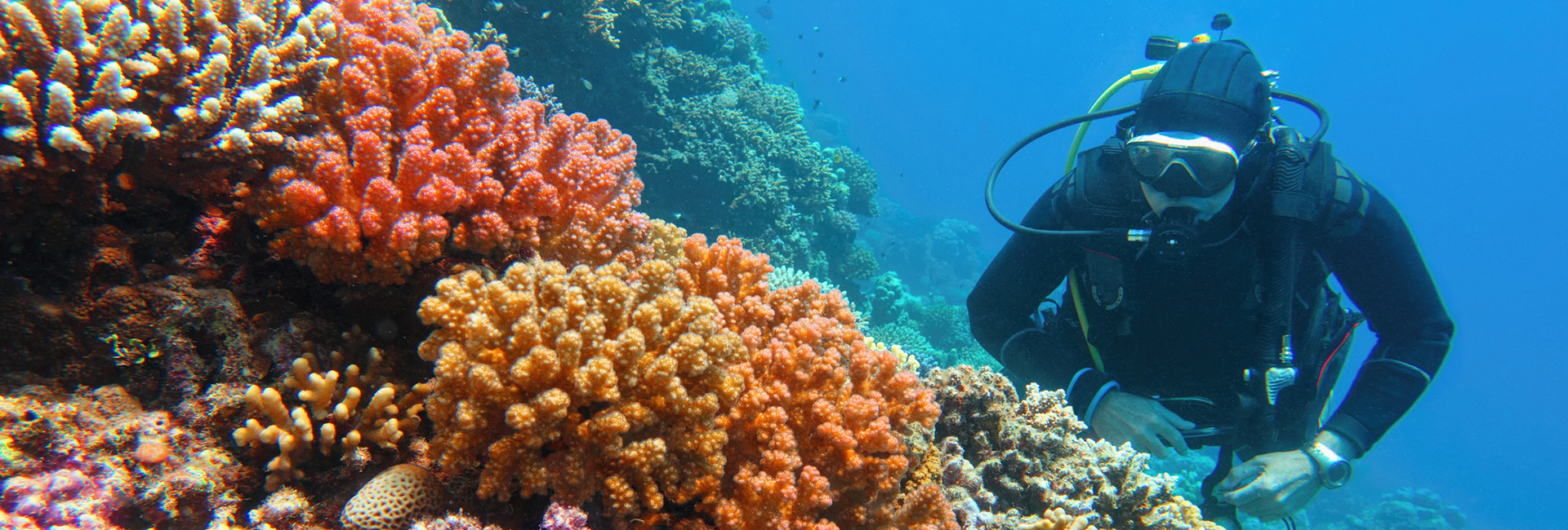 Scuba diver looking at coral reef