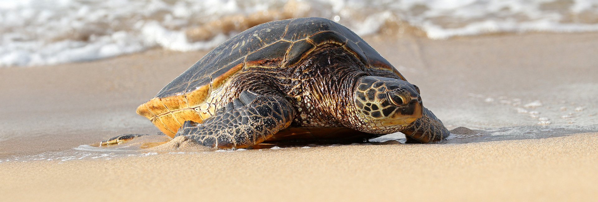 Sea turtle on the beach