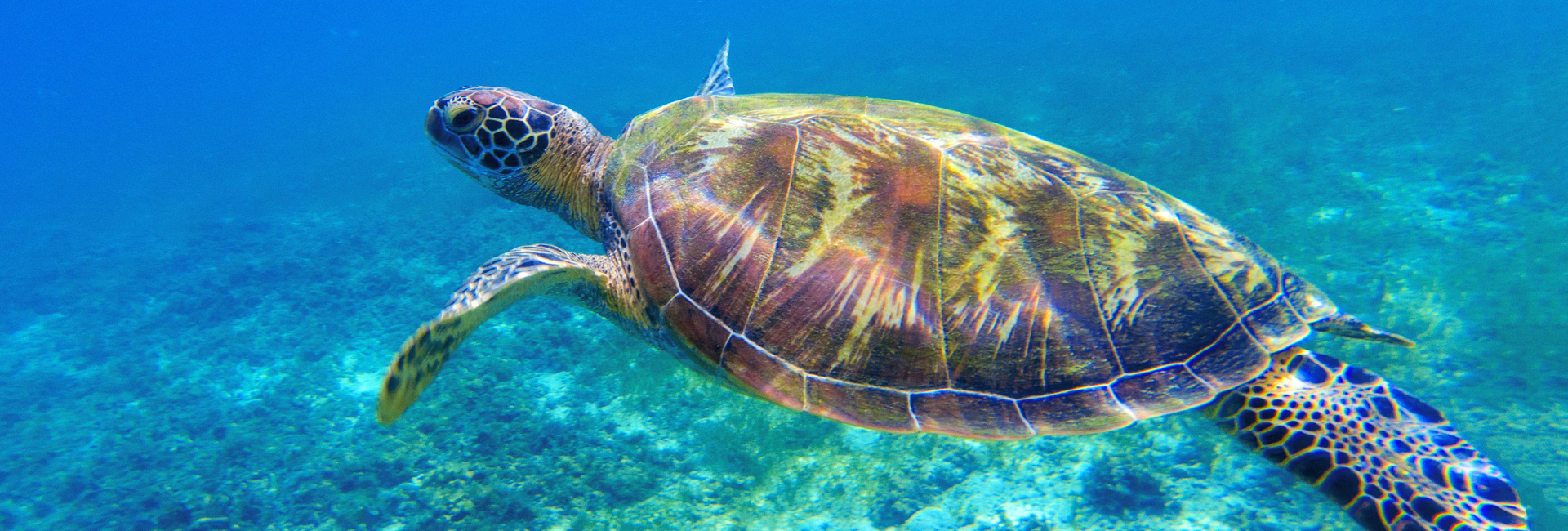 Sea turtle swimming in the water