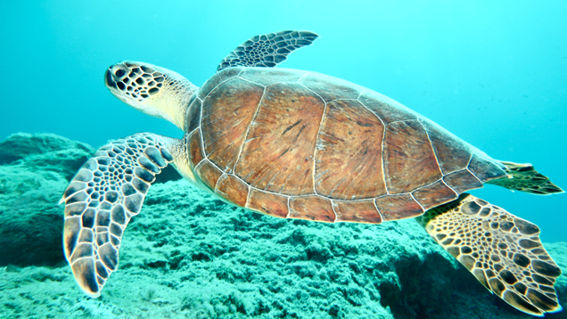 Adolescent turtle swimming