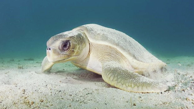 Australian flatback sea turtle
