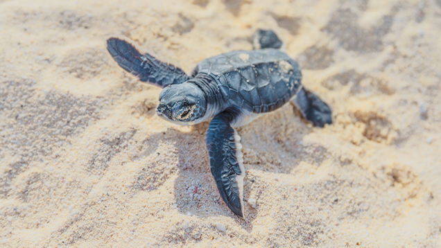 Baby sea turtle crawls on the beach