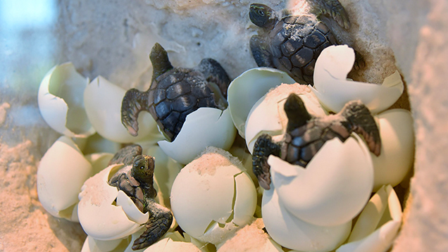 Baby sea turtles hatching