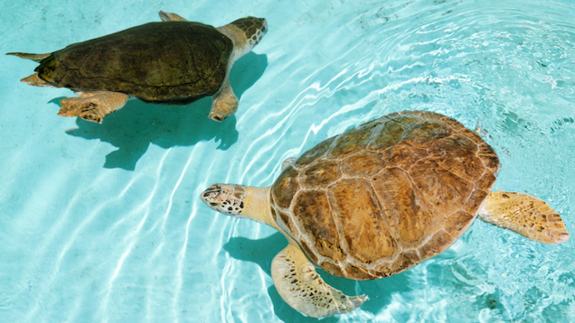 Sea turtle on the beach