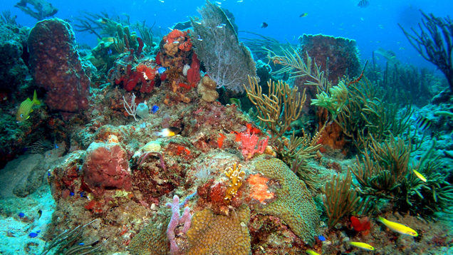 Colorful Florida coral reef