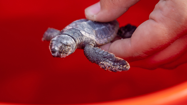 Expert holding baby sea turtle closeup