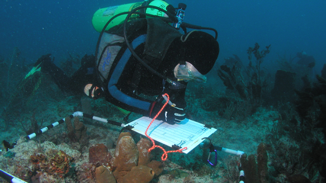 Gilliam diving on deep sea doing coral fieldwork