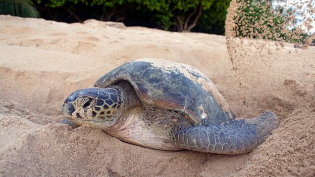 Green sea turtle on the beach sand