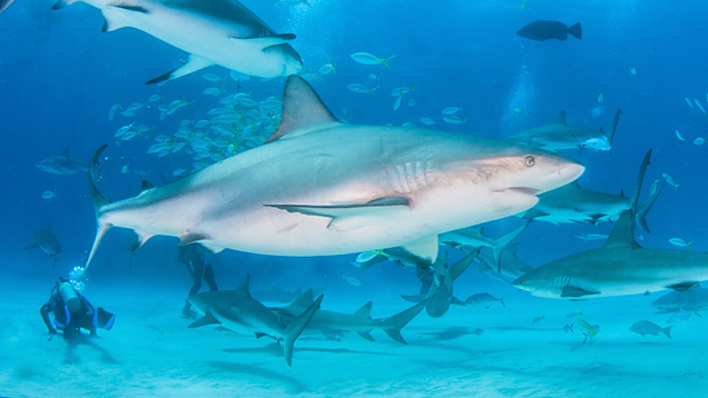 Group of sharks and fishes swimming in the ocean