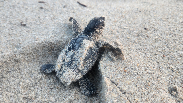 After hatchlings turtle crawling to the brightest light