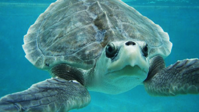 Kemps ridley sea turtle