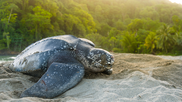 Leatherback urtle making its way back to the sea