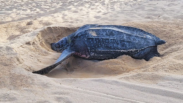 Leatherback turtle on the sand preparing for nesting