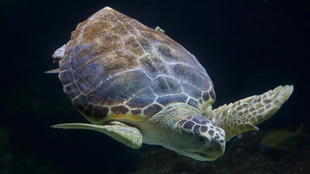Loggerhead sea turtle in the sea