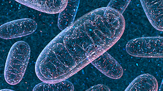 Mitochondrial genome