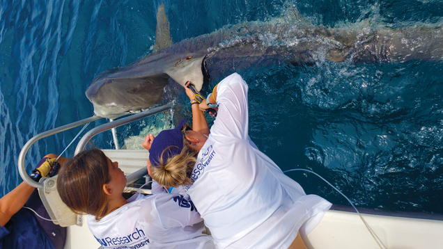 NSU people doing shark tagging
