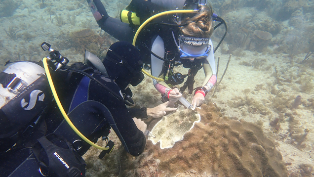 NSU scientists diving into deep sea ecology