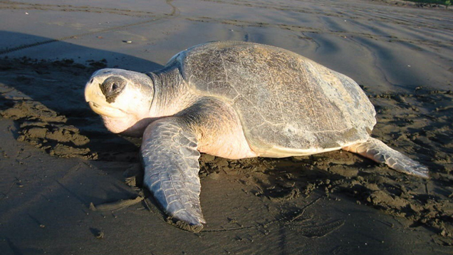 Olive ridley sea turtle