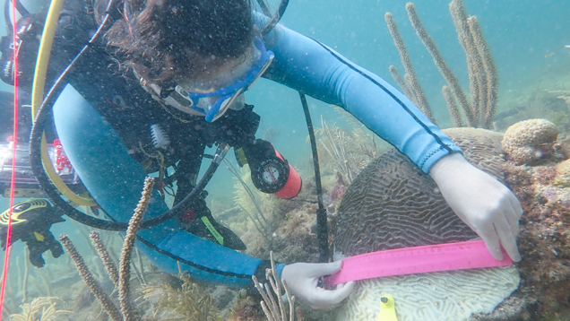 Scientist monitoring coral